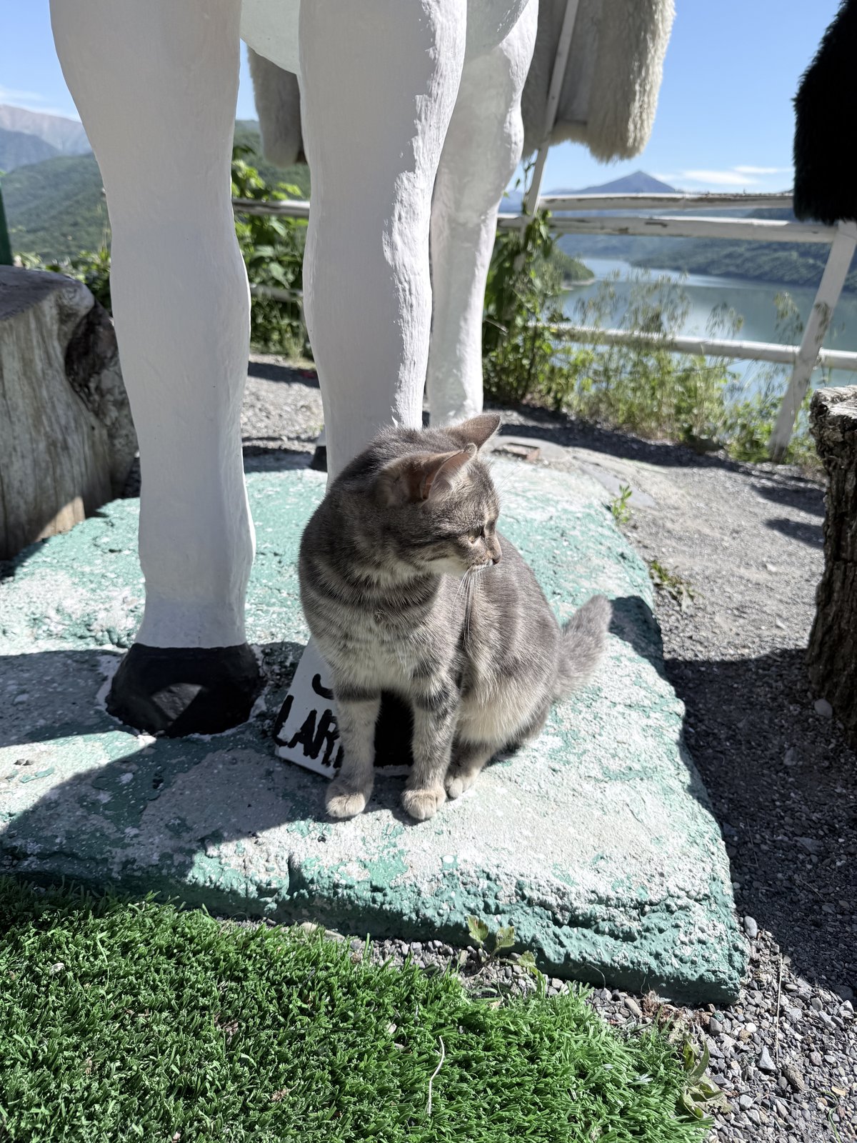 ジンヴァリ貯水池の展望スポットにいた猫