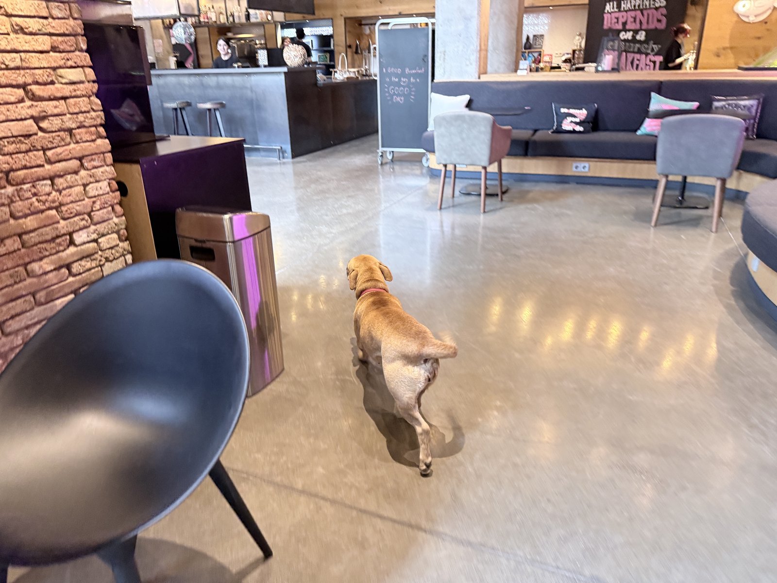 モクシー トビリシのロビーにいた看板犬